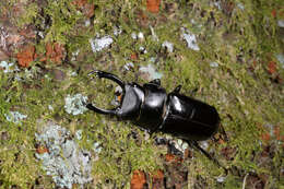 Plancia ëd Falcicornis tenuecostatus mochizukii (Miwa 1937)