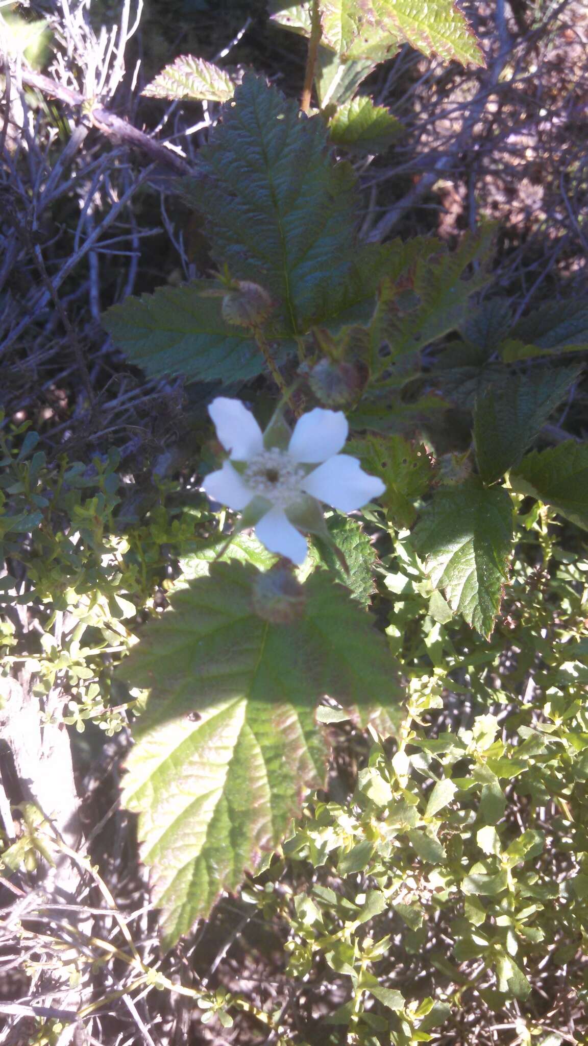 Слика од Rubus ursinus Cham. & Schltdl.