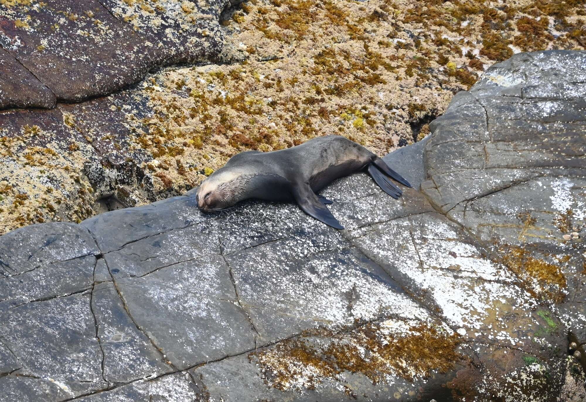 Image of Amsterdam Island Fur Seal