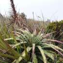 Imagem de Puya maculata L. B. Sm.