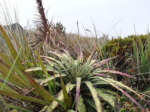 Image of Puya maculata L. B. Sm.