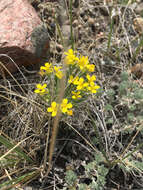 Image of alpine bladderpod