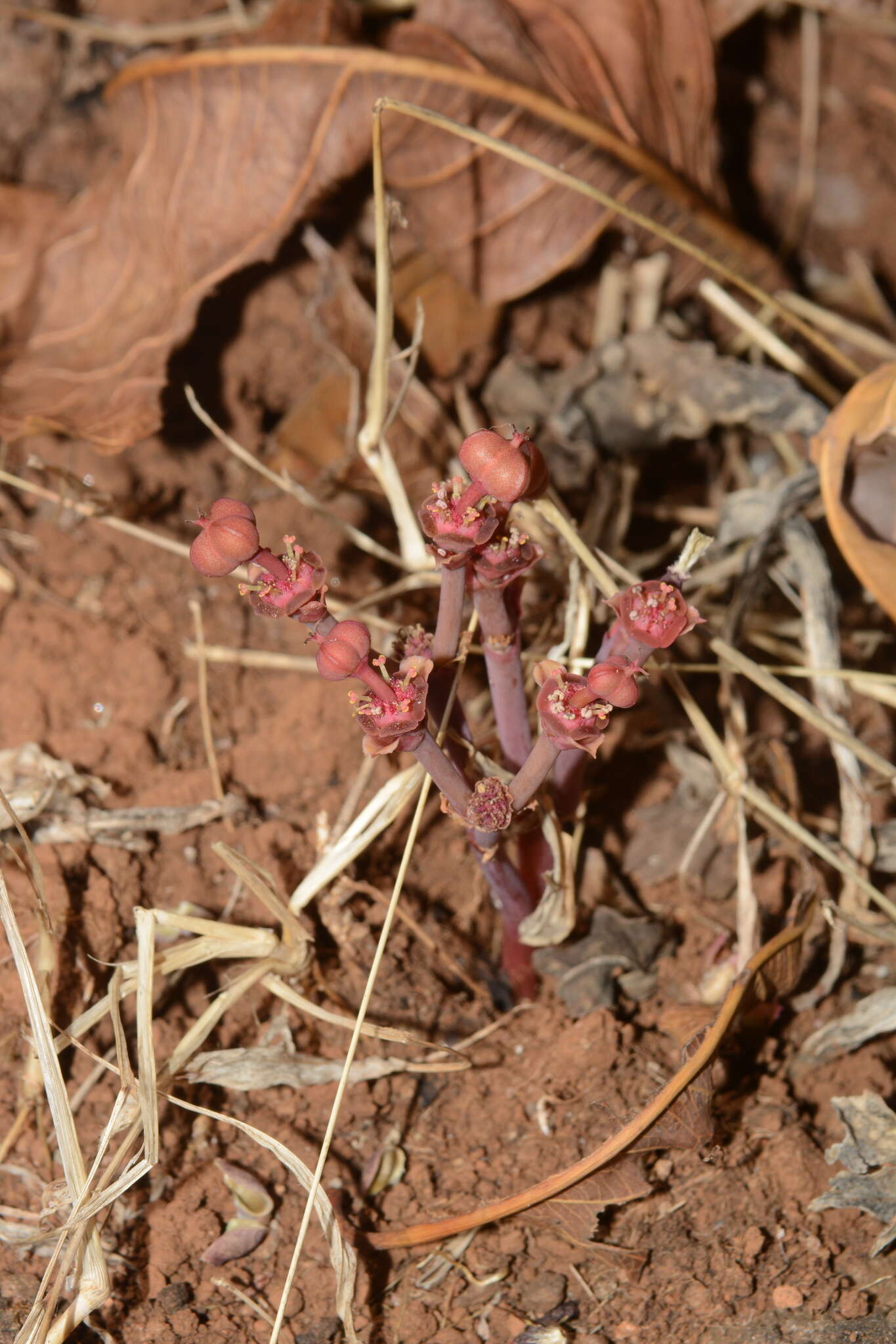 Image of Euphorbia fusiformis var. khandallensis (Blatt. & Hallb.) Binojk. & N. P. Balakr.