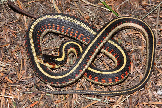 Image of Thamnophis sirtalis fitchi Fox 1951