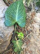 Image of Arum pictum L. fil.