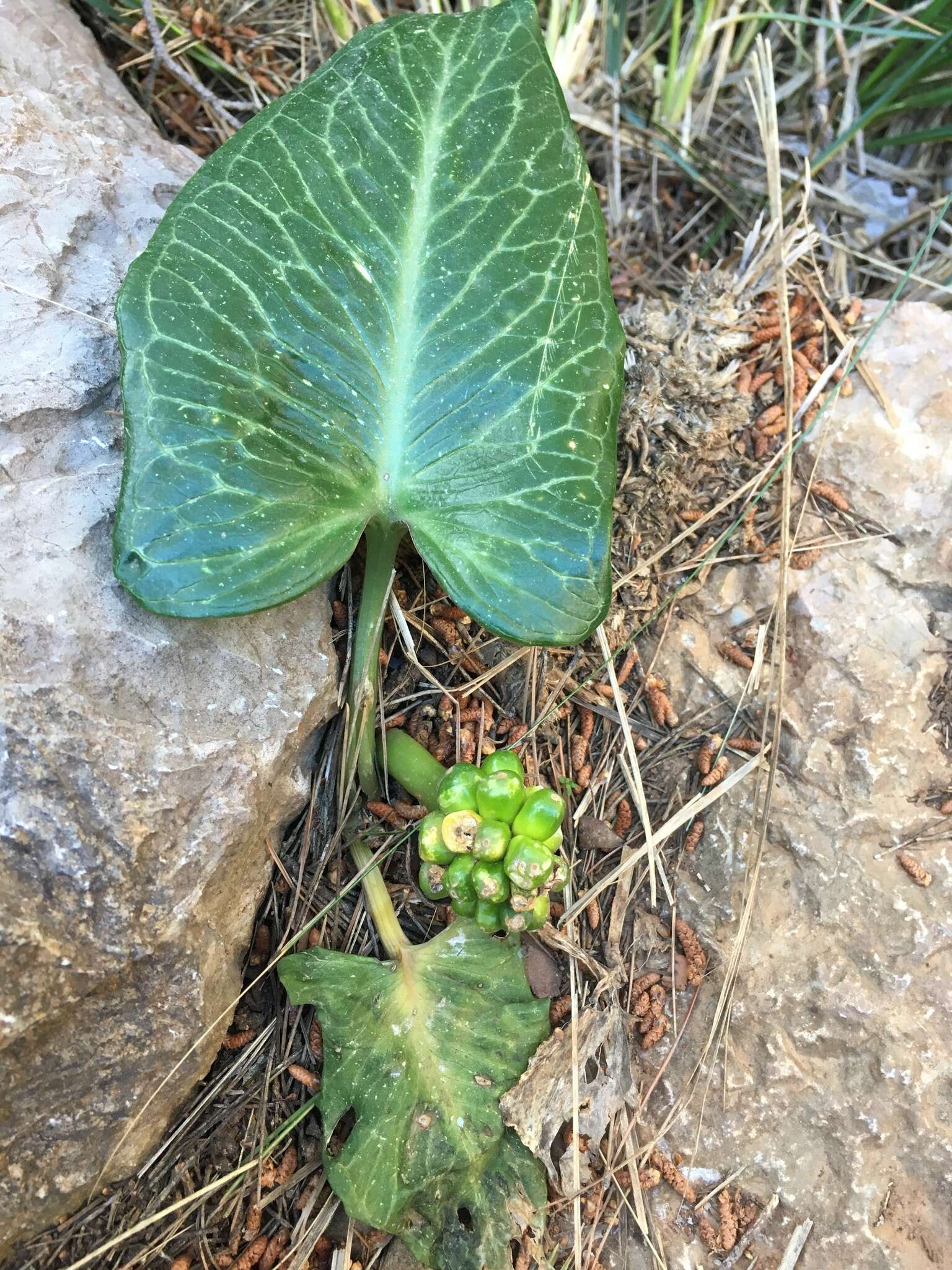 Image of Arum pictum L. fil.