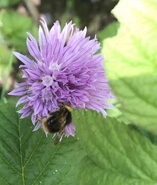 Image of Early bumblebee