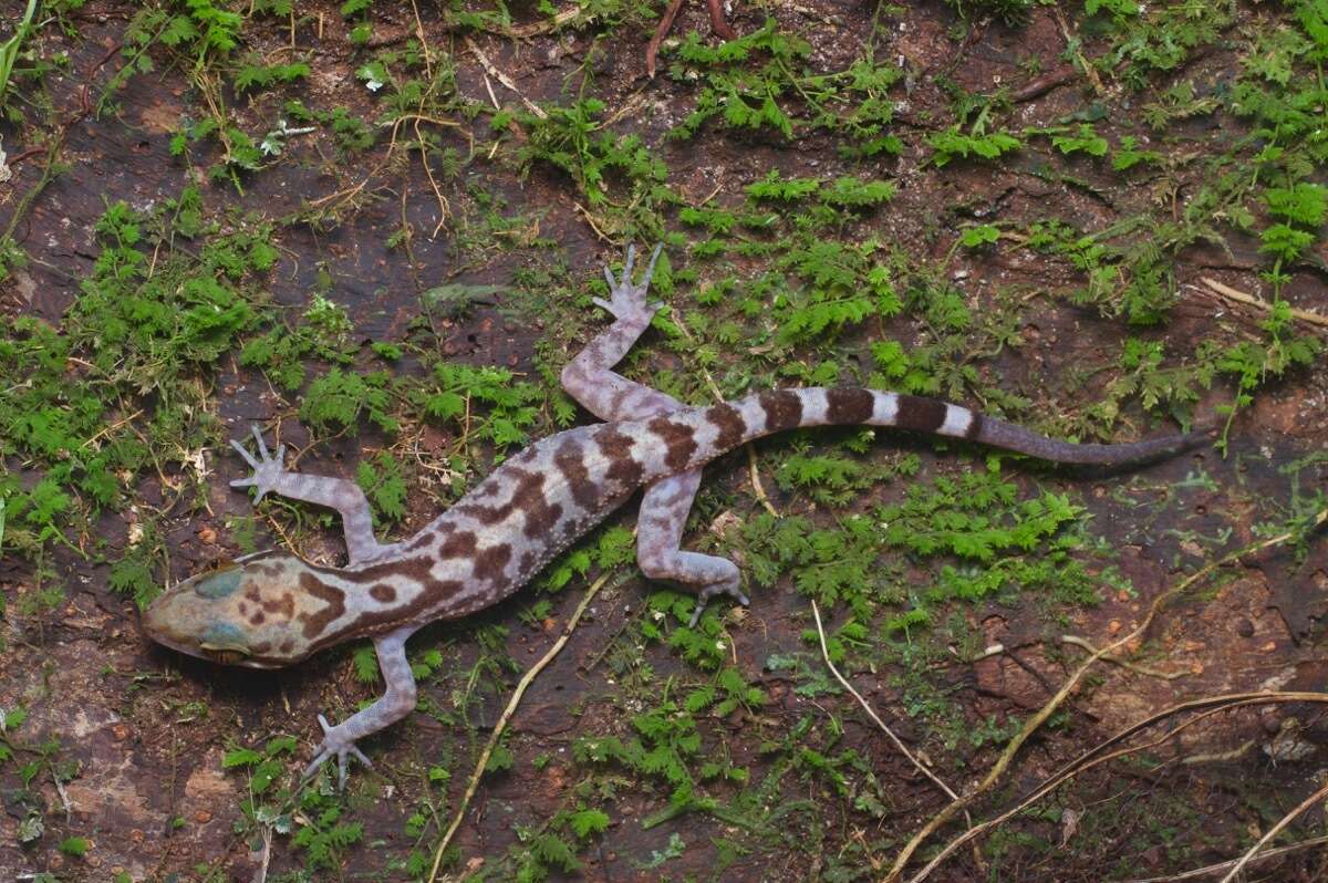 Cyrtodactylus pubisulcus Inger 1958 resmi