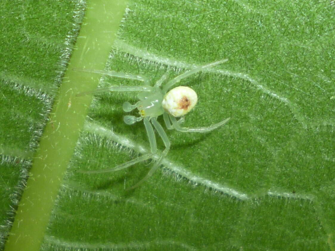 Sivun Araneus niveus (Hentz 1847) kuva