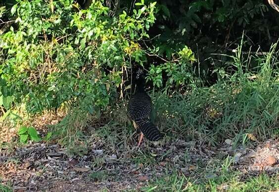 Image of Bare-faced Curassow