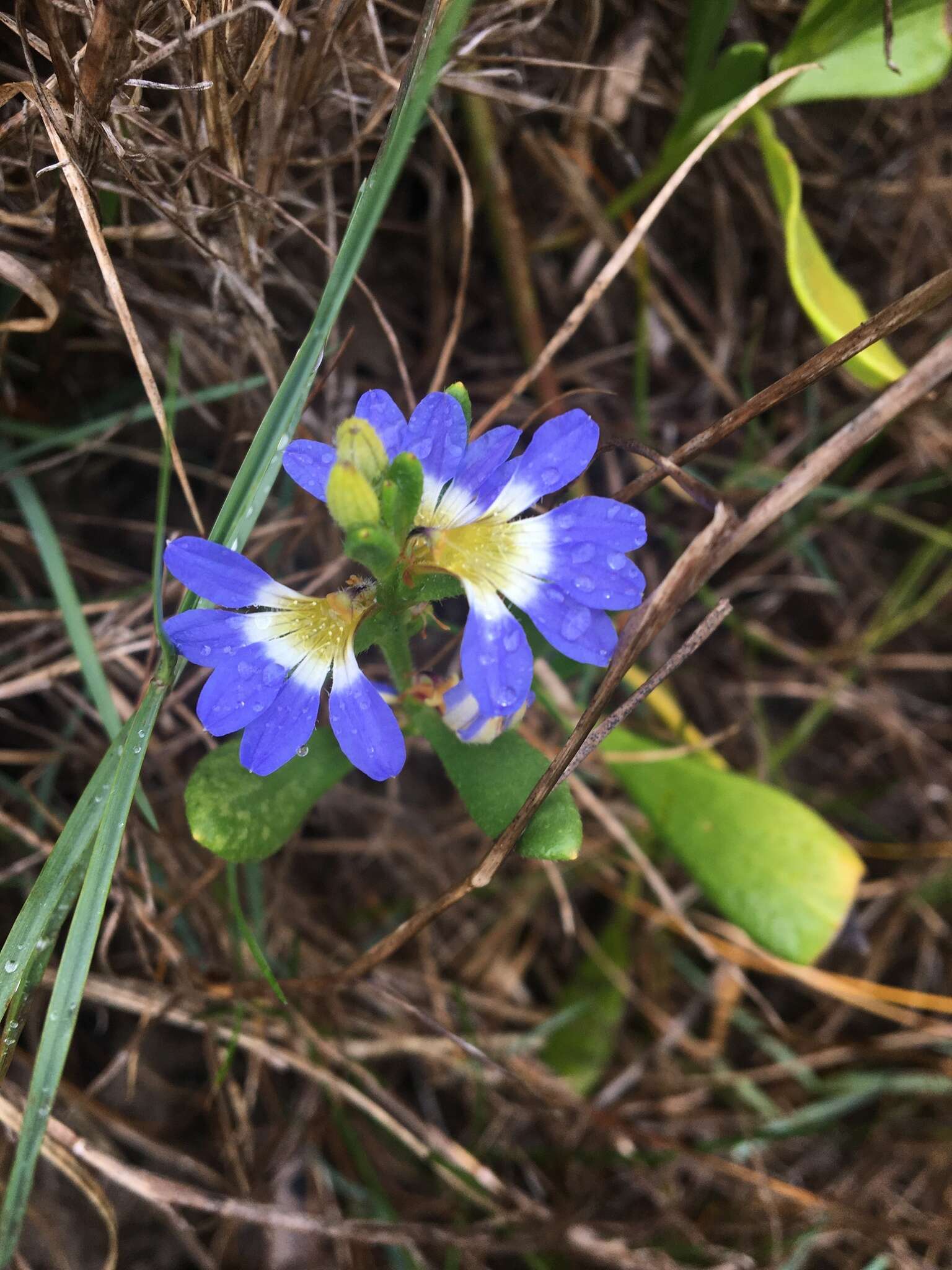 Image of Scaevola calendulacea (Kenn.) Druce