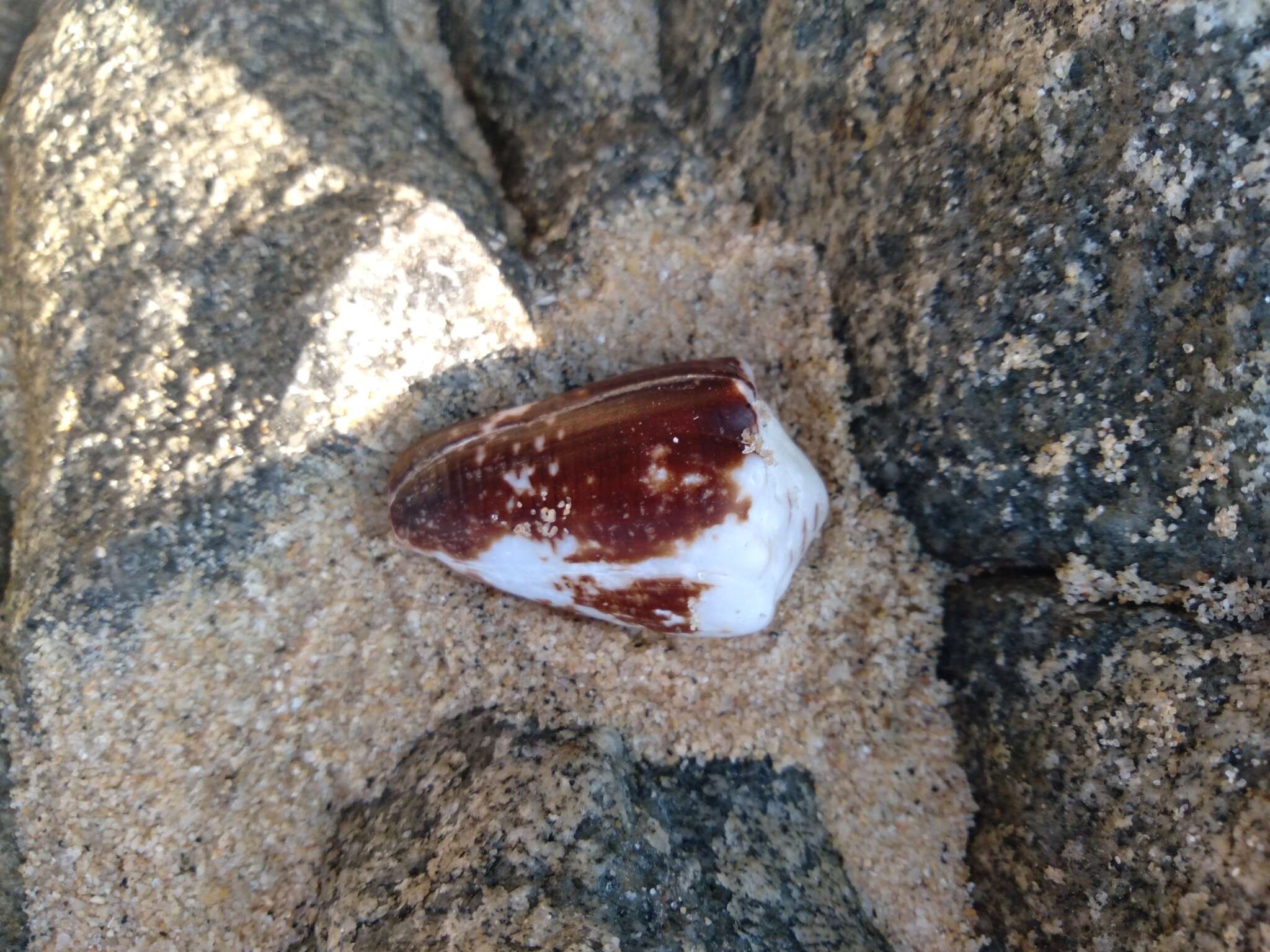 Image de Conus brunneus W. Wood 1828