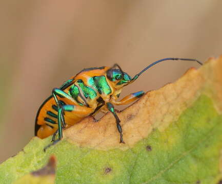 Image of <i>Scutiphora pedicellata</i>