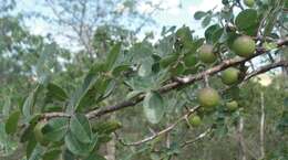 Image of Bursera leptophloeos Mart.