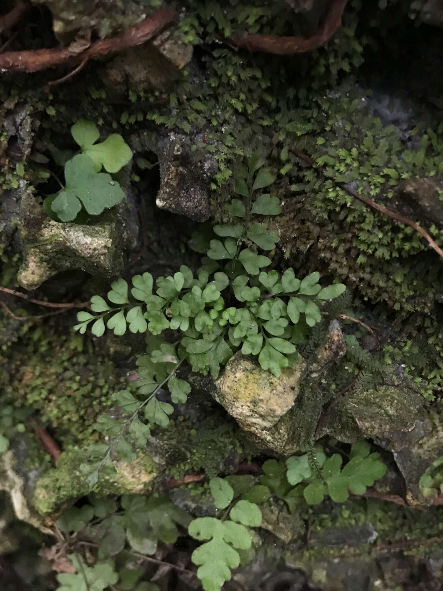 Image of limestone spleenwort