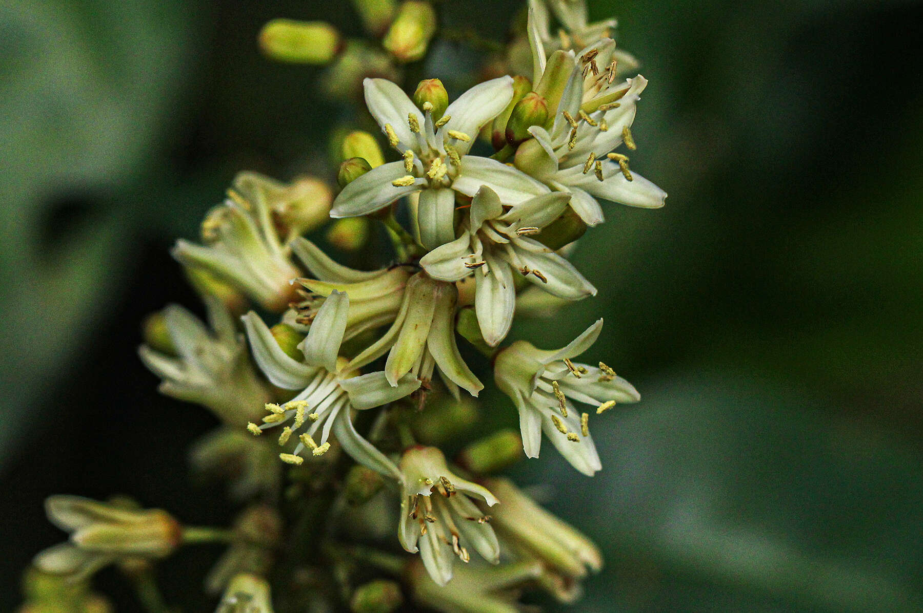 Image of Quassia africana (Baill.) Baill.