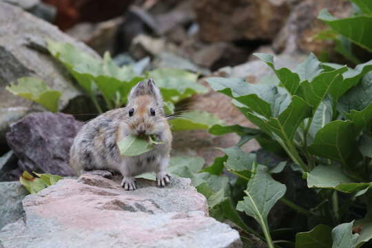 Image of Large-eared Pika