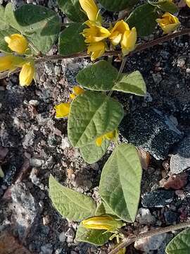 Image of Chihuahuan snoutbean