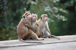 Image of Toque macaque