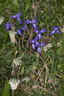 Image of Barbary Nut Iris