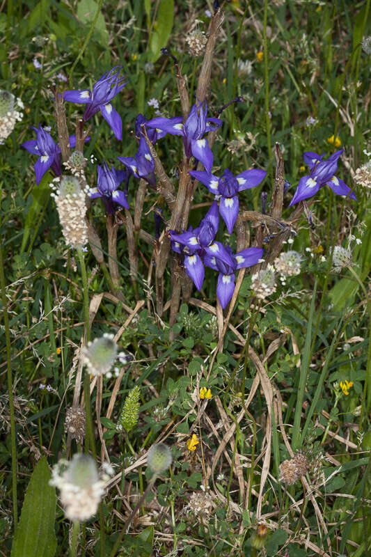 Image of Barbary Nut Iris