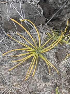 Image of Lithophila radicata (Hook. fil.) Standl.