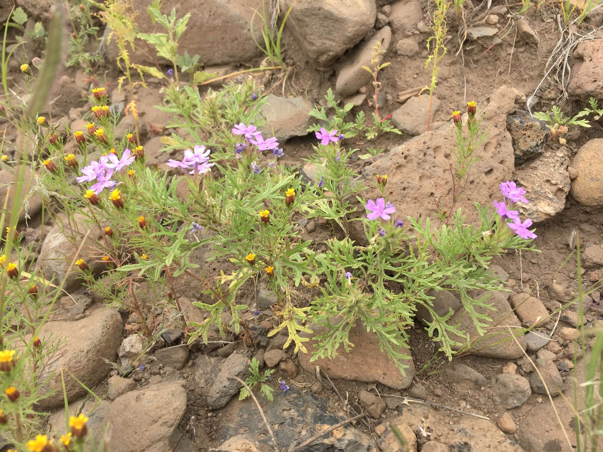 Sivun Glandularia bipinnatifida var. ciliata (Benth.) B. L. Turner kuva