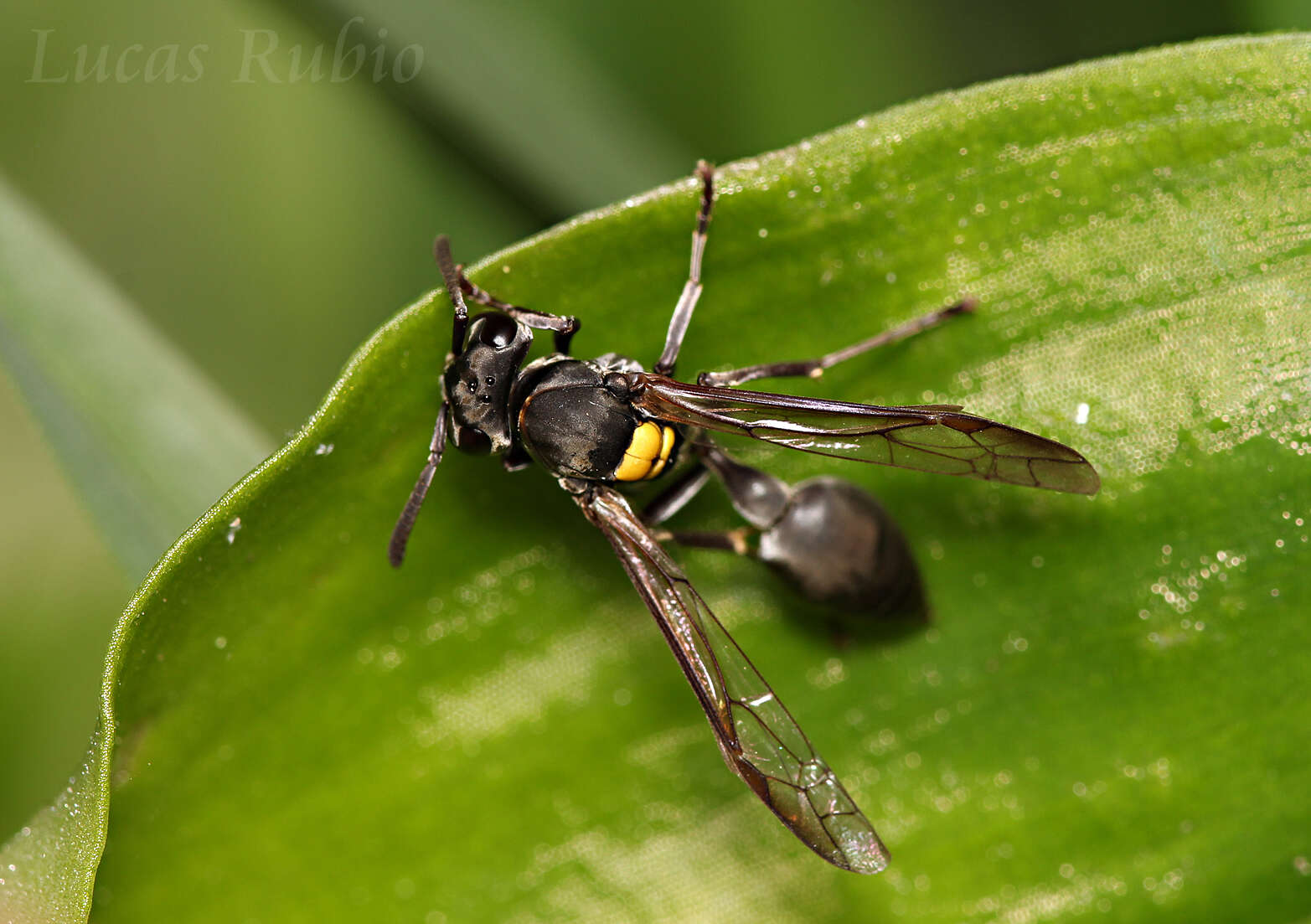 Polybia scutellaris (White 1841)的圖片