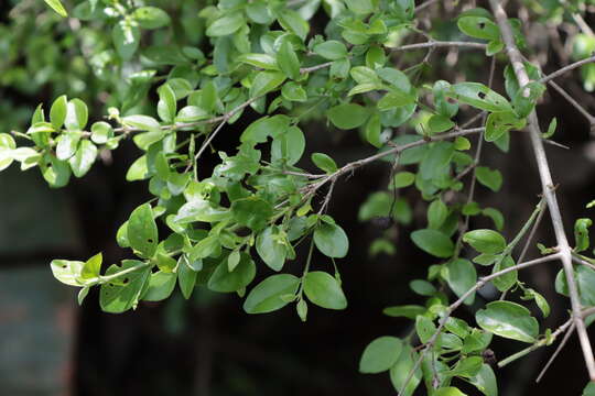 Image of Canthium ciliatum (D. Dietr.) Kuntze