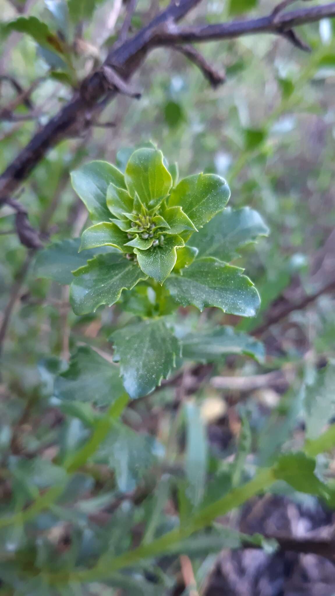 Image of Scrophularia frutescens L.