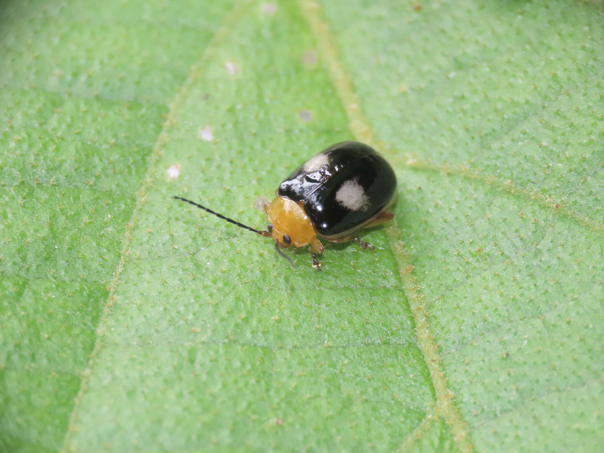 Image of <i>Hemipyxis balyi</i>