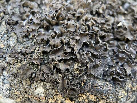 Image of Blistered rock tripe lichen