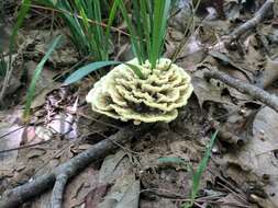 Image de Thelephora vialis Schwein. 1832