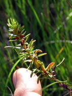 Image of Nenax microphylla (Sond.) Salter