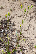 Plancia ëd Senecio lividus L.