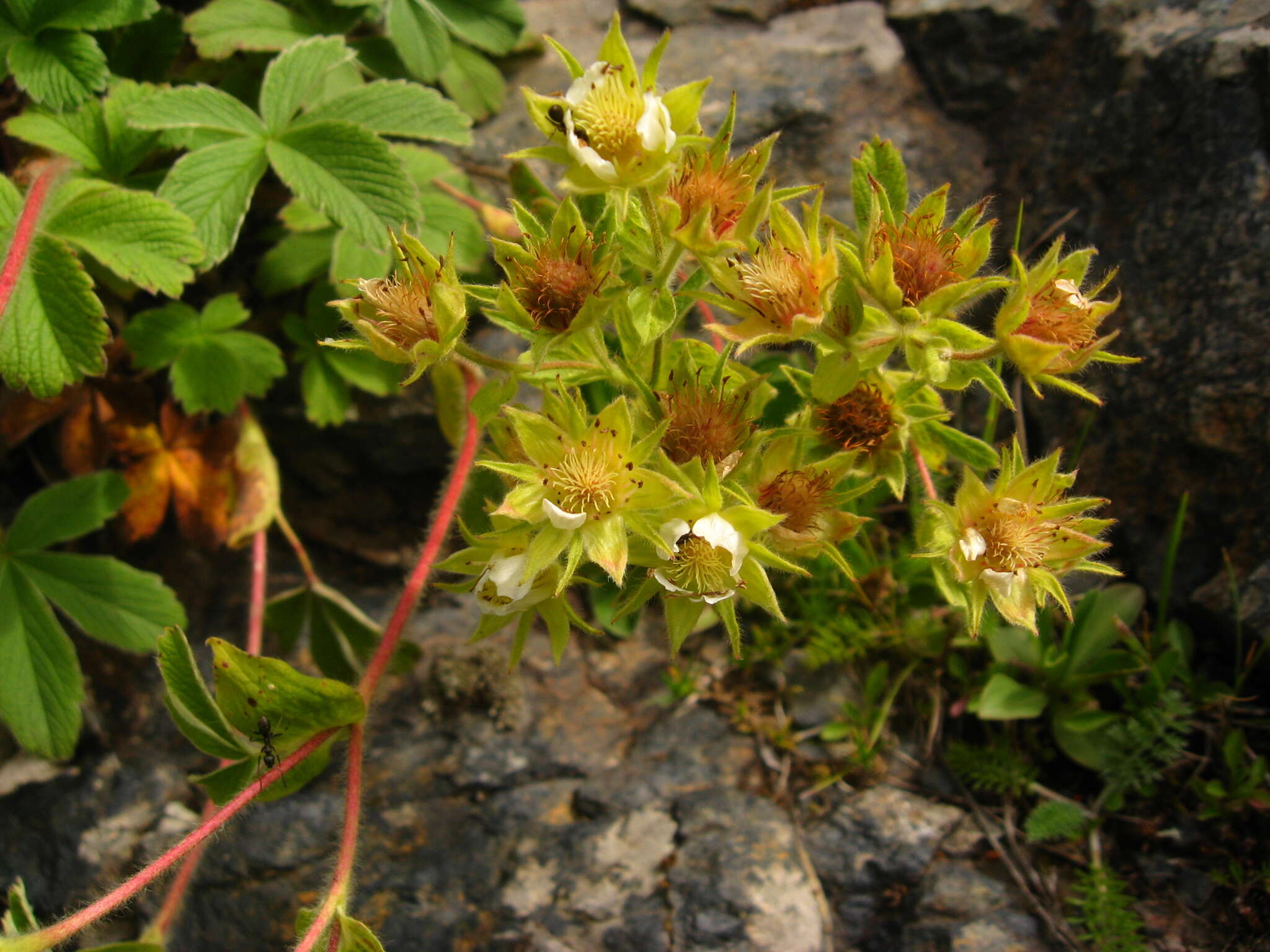 Image of Potentilla brachypetala Fisch. & Mey. ex Lehm.