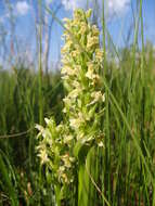 Image de Dactylorhiza incarnata subsp. ochroleuca (Wüstnei ex Boll) P. F. Hunt & Summerh.