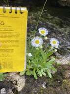 Erigeron philadelphicus var. provancheri (Vict. & Rouss.) B. Boivin的圖片