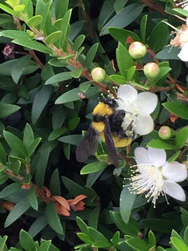 Слика од Bombus sonorus Say 1837