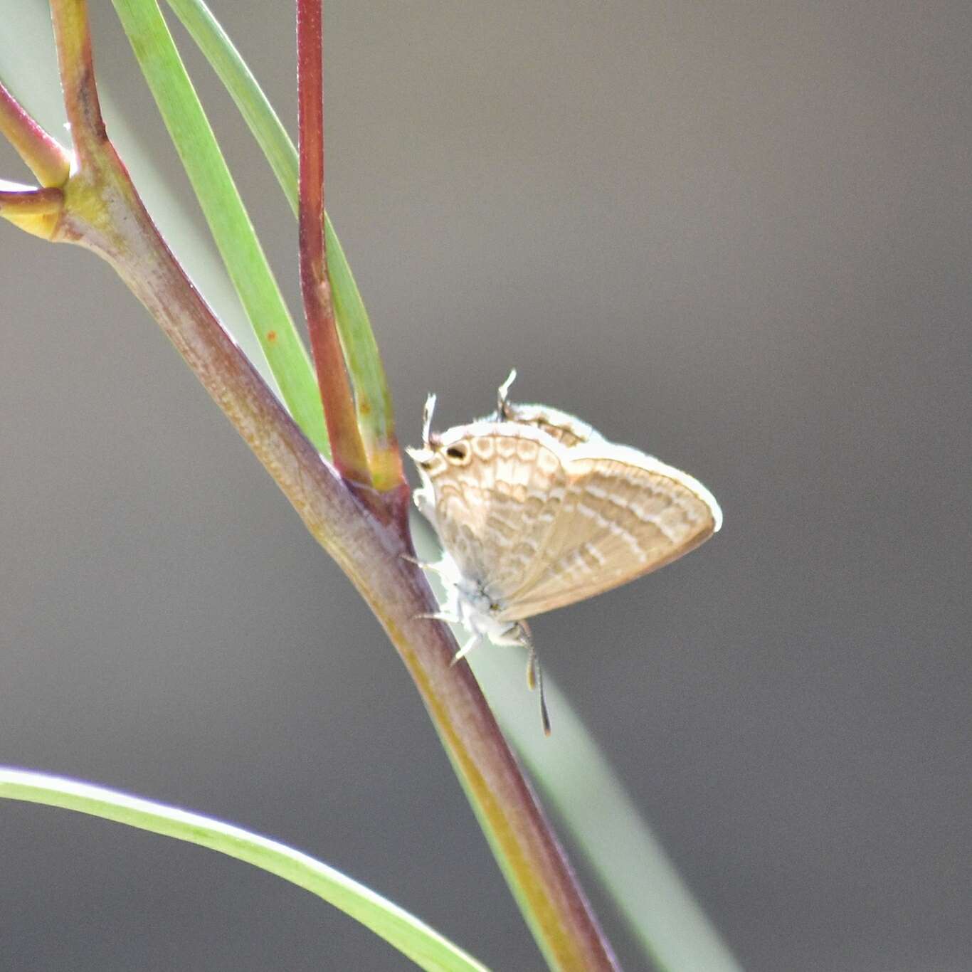 Image of Theclinesthes miskini (Lucas 1889)