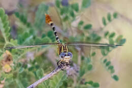 Imagem de Erpetogomphus compositus Hagen ex Selys 1858