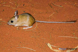 Image of Spinefex Hopping Mouse