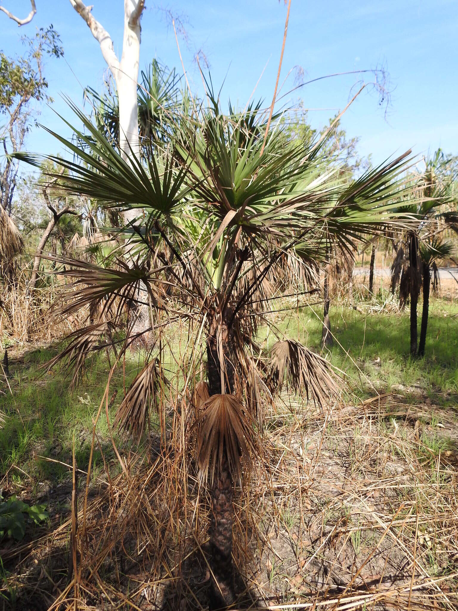 Image de Livistona humilis R. Br.