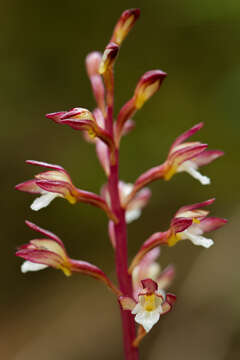 Image of summer coralroot