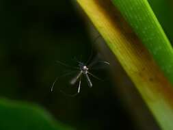 صورة Wyeomyia smithii (Coquillett 1901)