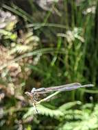 Image of Austrolestes aridus (Tillyard 1908)