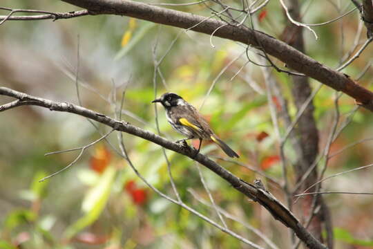 صورة Phylidonyris novaehollandiae (Latham 1790)