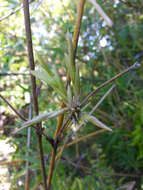 Image of hedge bamboo