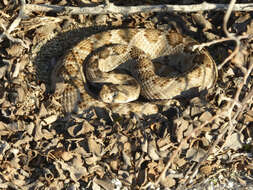 Image of Santa Catalina Island Rattlesnake