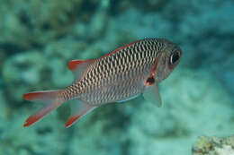 Image of Australian Squirrel-fish